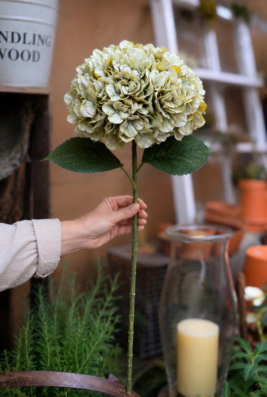 Antique Green Giant Hydrangea Stem