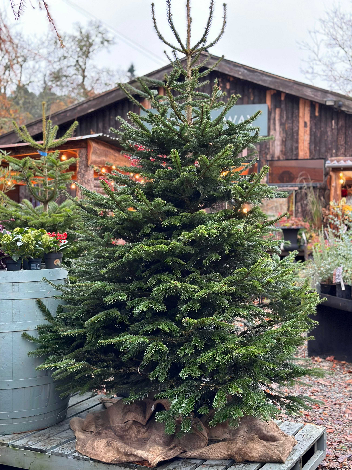 Nordmann Fir Christmas Tree (6ft)