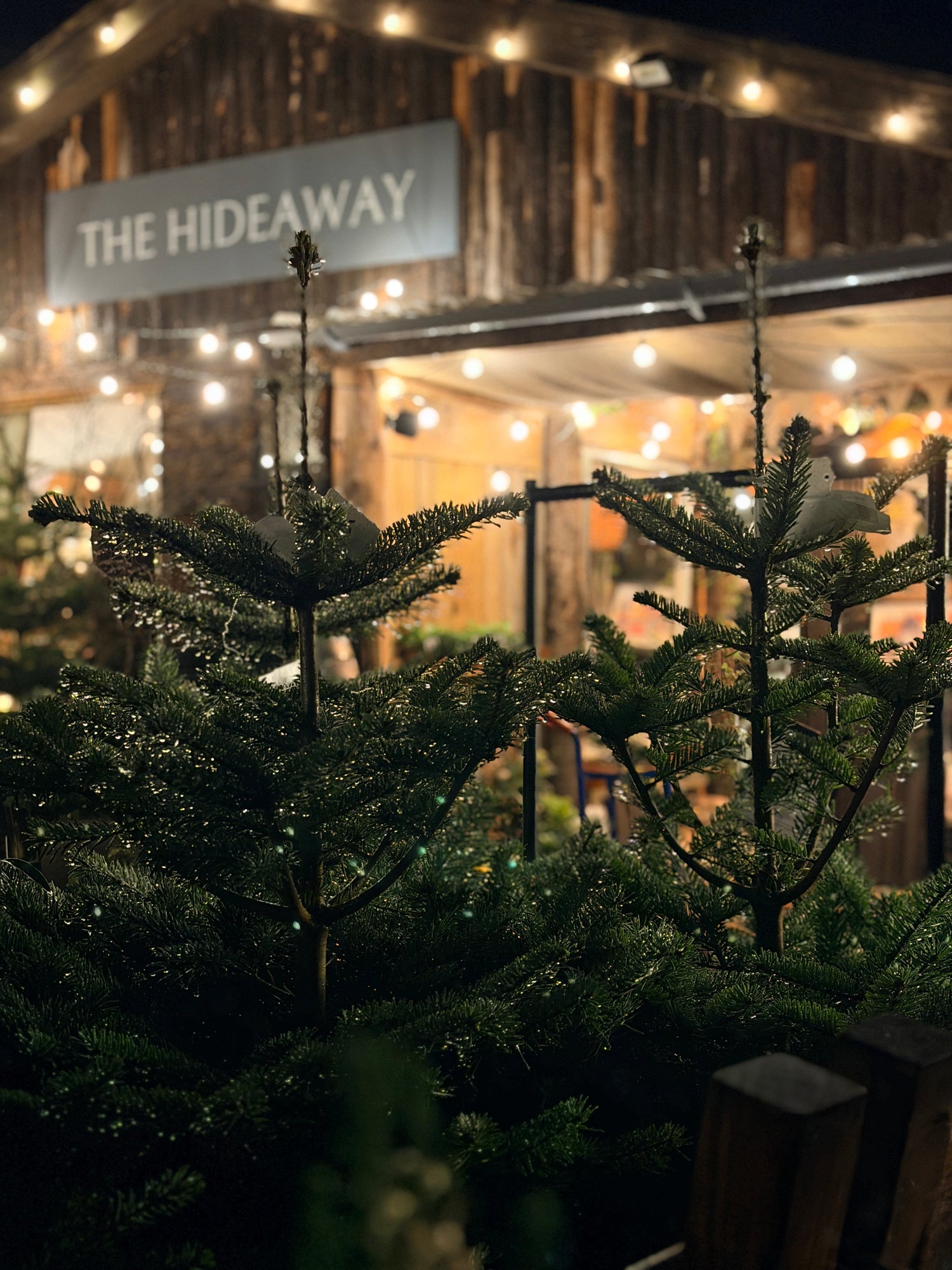 Fresh Cut Nordmann Fir Christmas Trees