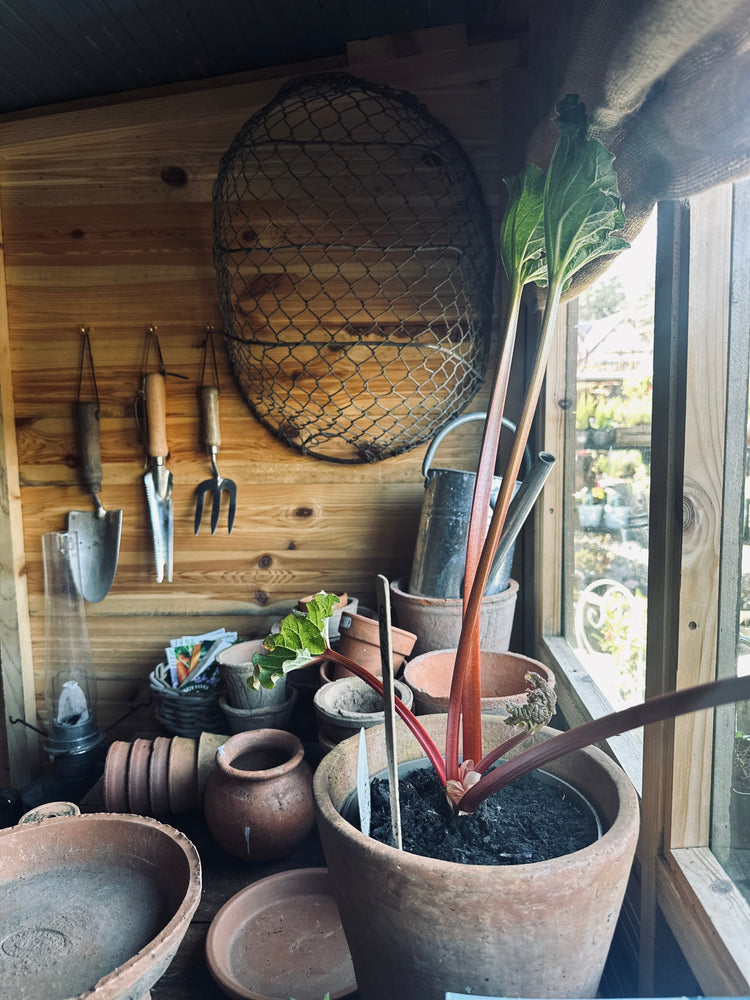 Tools & Potting Essentials