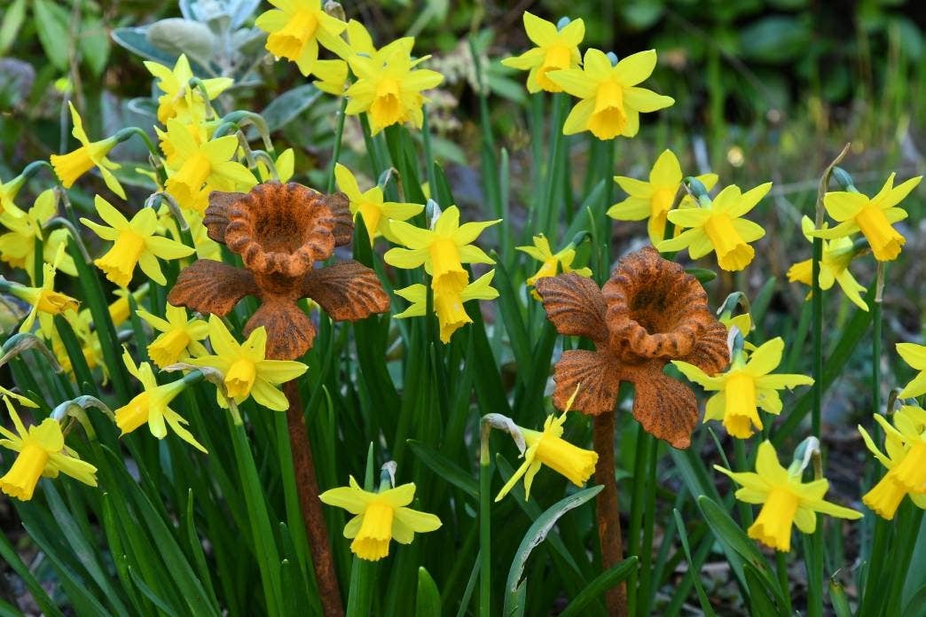 Daffodil Garden Sculpture - Rusty Metal Flower For Garden