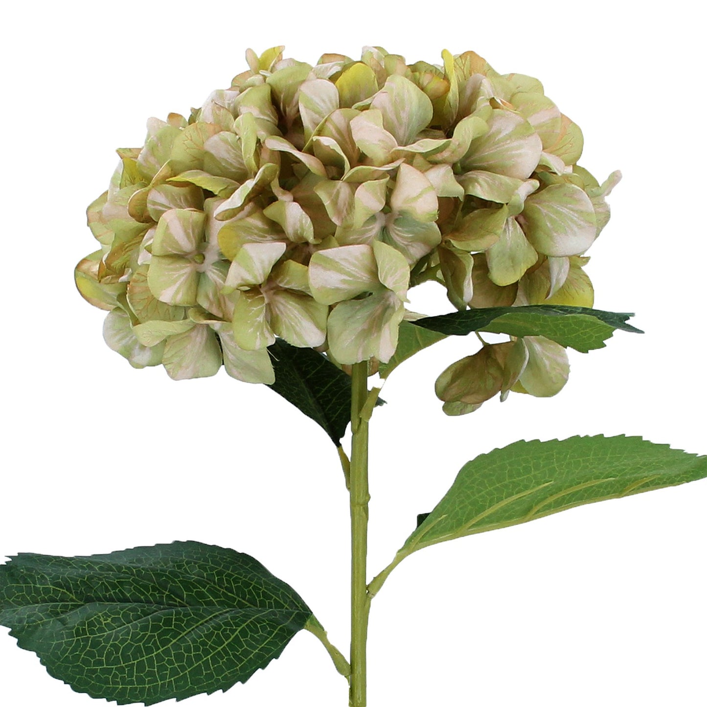 Antique Green Giant Hydrangea Stem