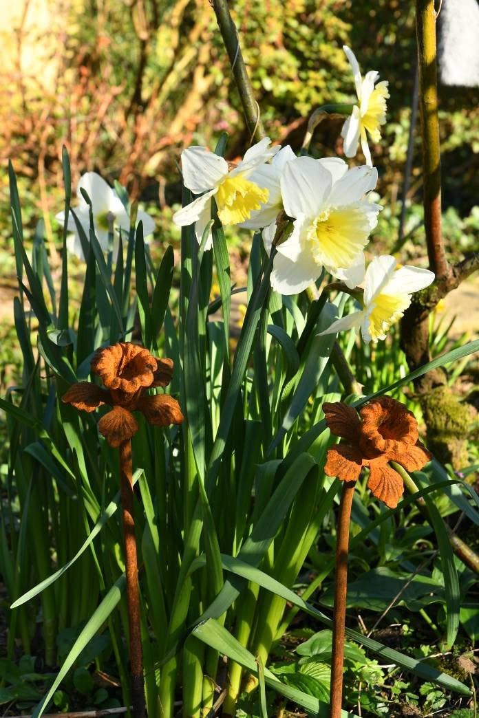 Daffodil Garden Sculpture - Rusty Metal Flower For Garden